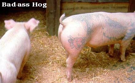 badass_hog.jpg